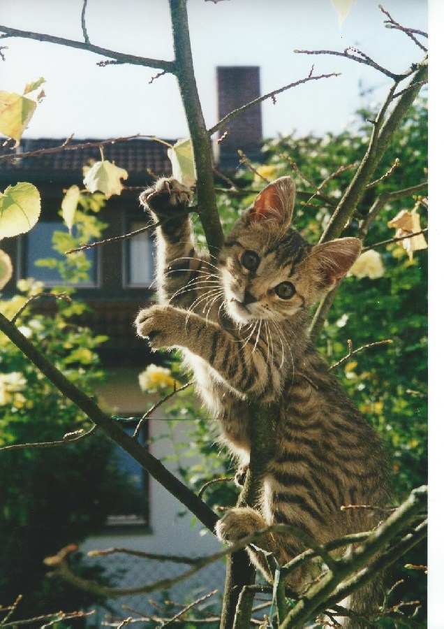 Tigy Baby