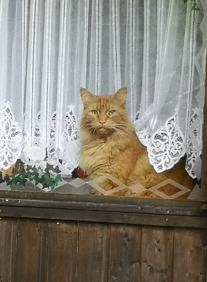 Sammy